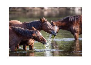 Wild Horses Feeding in River