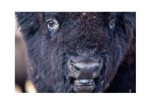 Bison