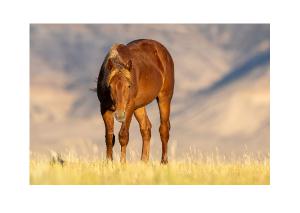 Chestnut Mustang in Golden Light