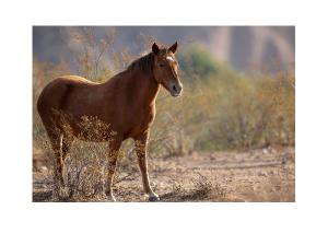 Young Wild Horse in Desert Light