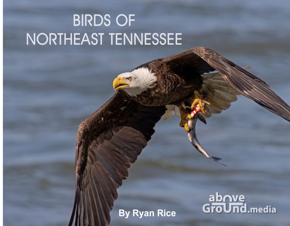 Birds of Northeast Tennessee