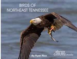 Birds of Northeast Tennessee