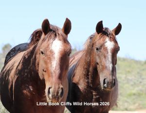 Wild Horses of the Little Book Cliffs