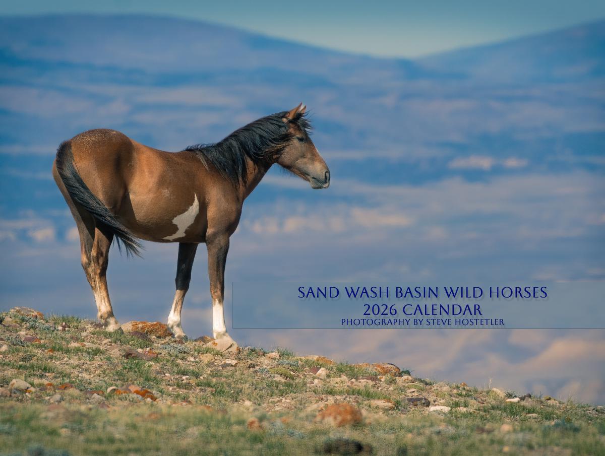 2026 Sand Wash Basin Wild Horses