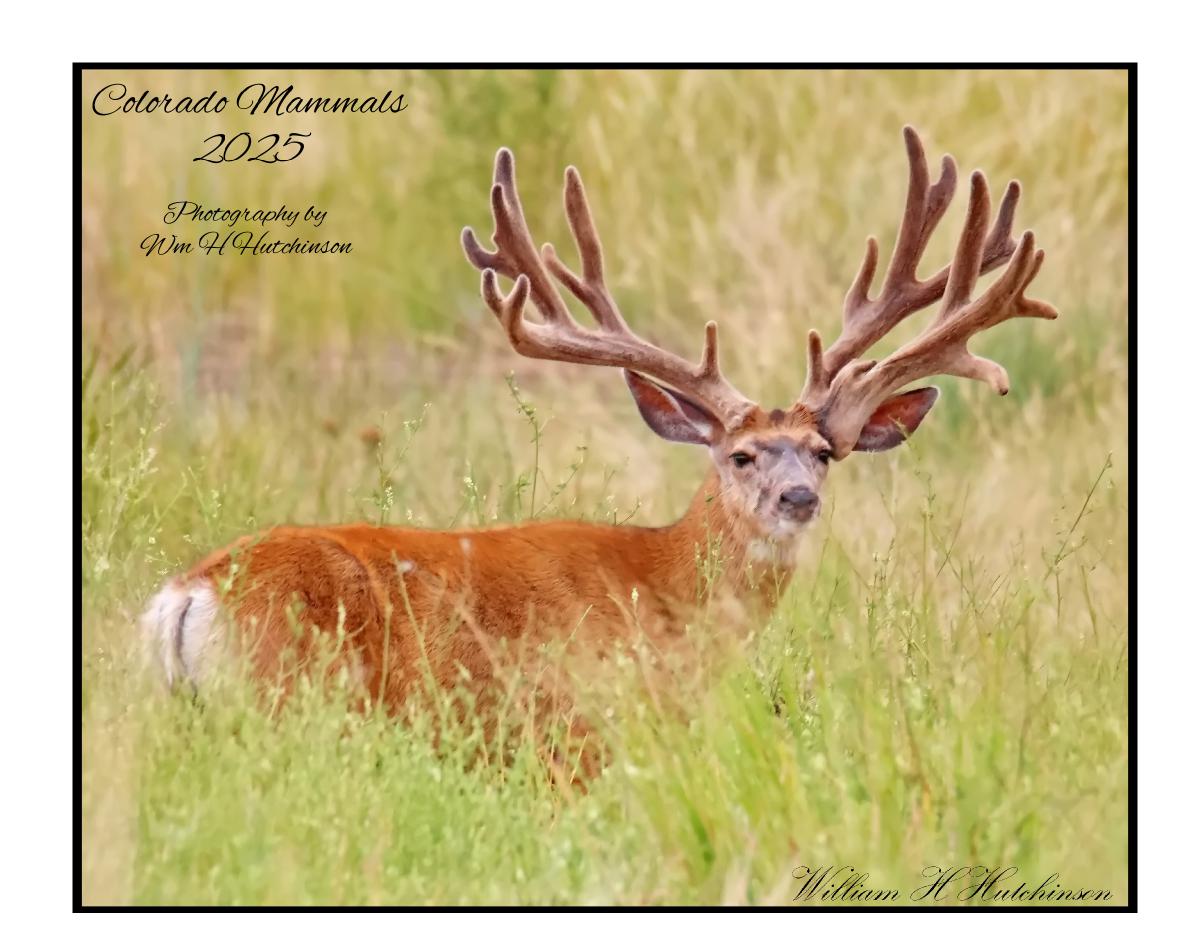 Colorado Mammals 2025