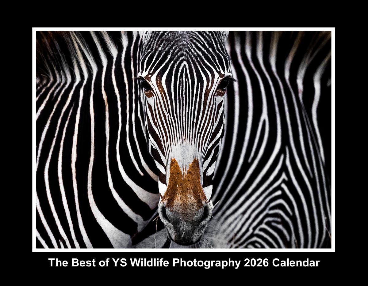 YS Wildlife Photography 2026 Calendar