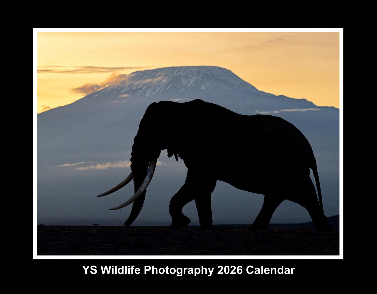 YS Wildlife Photography 2026 Calendar