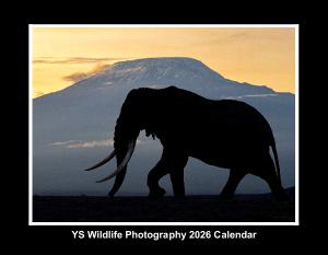 YS Wildlife Photography 2026 Calendar