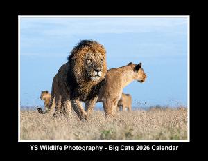YS Wildlife Photography Big Cats 2026 Calendar