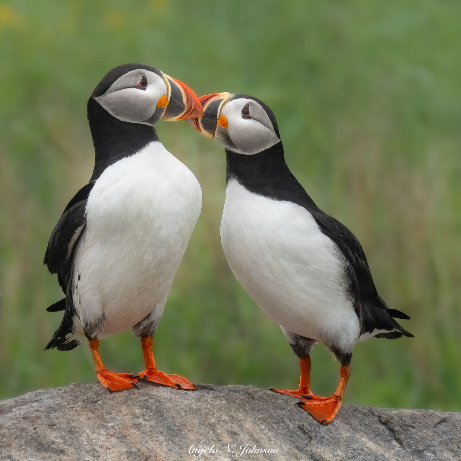 Angela Johnson Wildlife