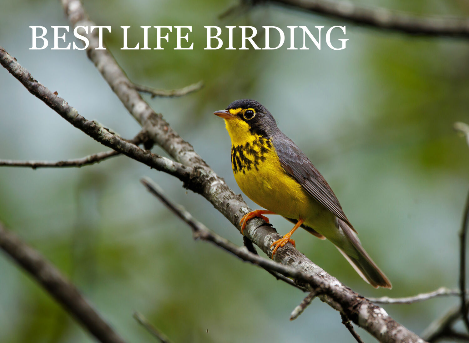 Best Life Birding