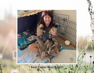 Violets Puppies 2024 Calendar