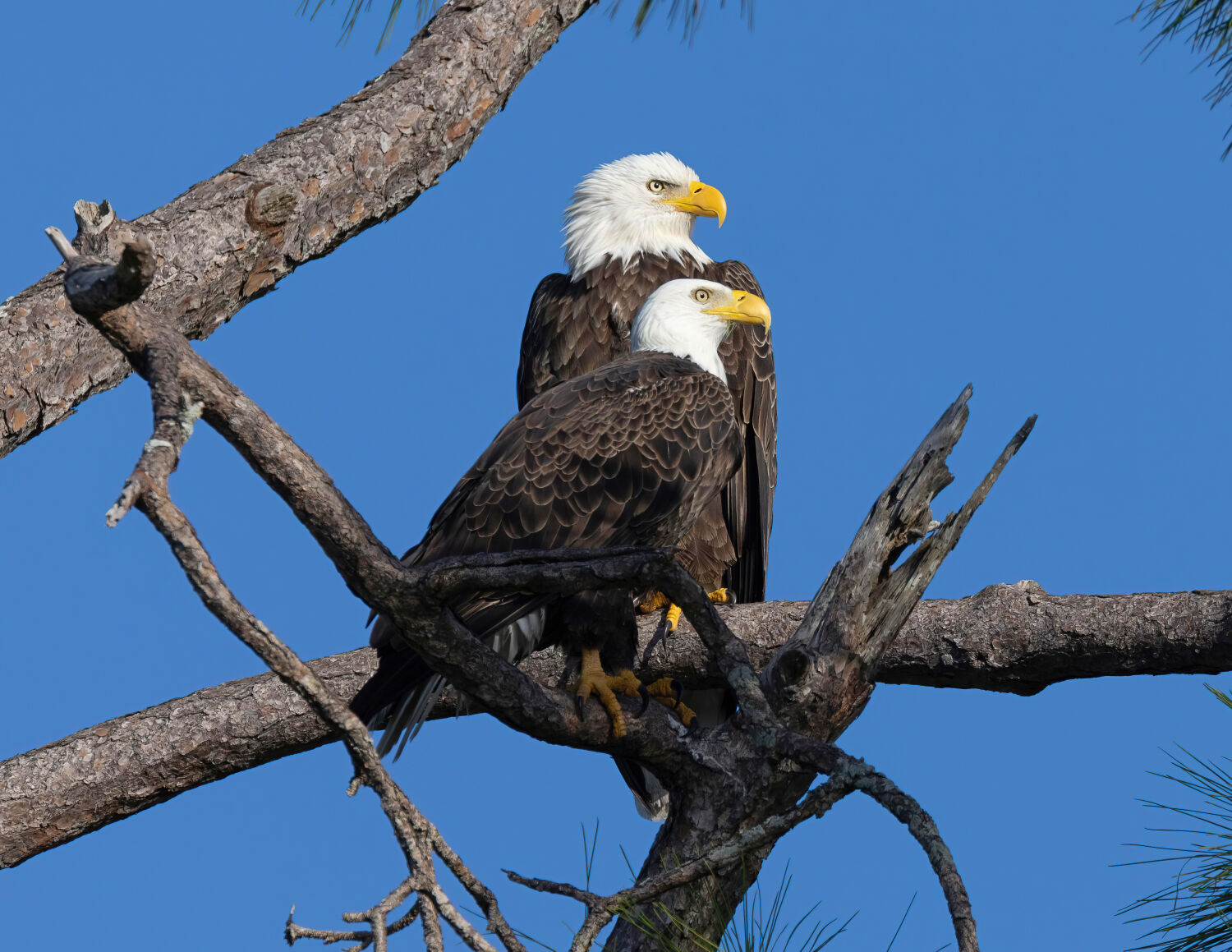 Desiree Delizs Photography