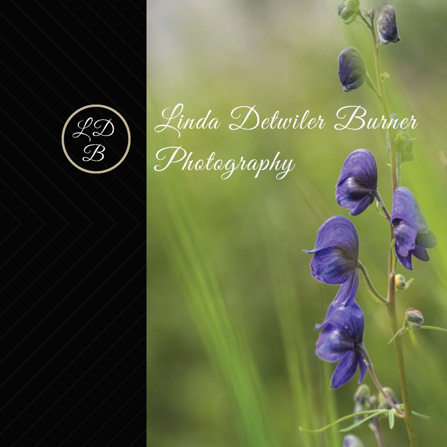 Linda DB Photography  Arts