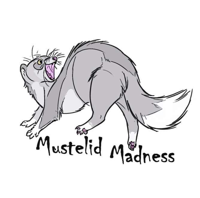 Mustelid Madness Rescue