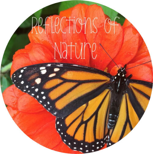 Reflections of Nature Photography