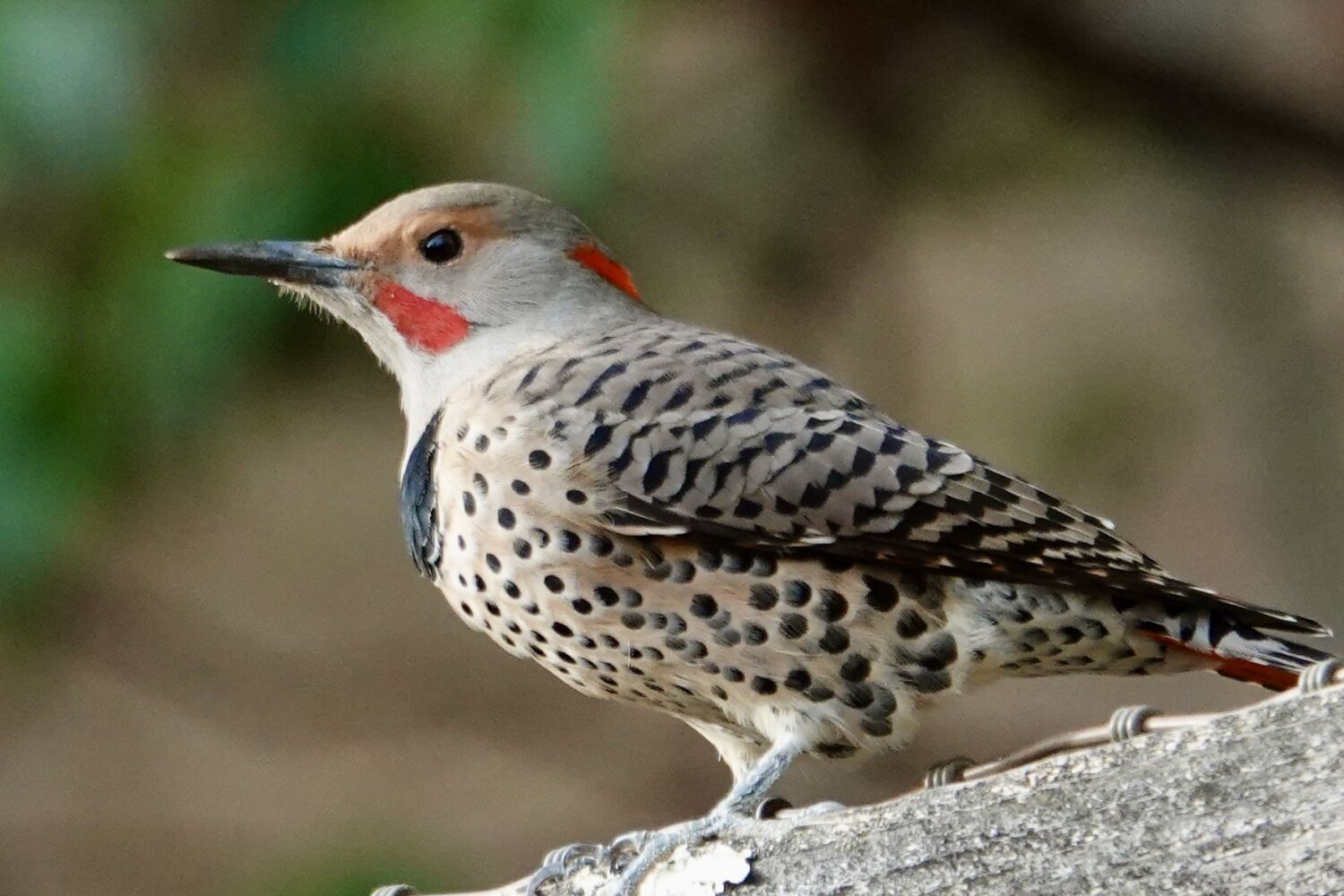 Birds by Jolene Cortright